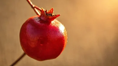 Nar çekirdeği antioksidan ve cilt gençleştirici faydaları